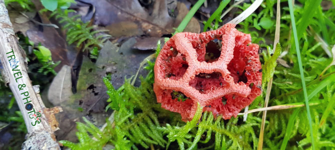 In Reç of Shkodra, you can find more than 70 types of mushrooms In Reç of Shkodra, you can find more than 70 types of mushrooms